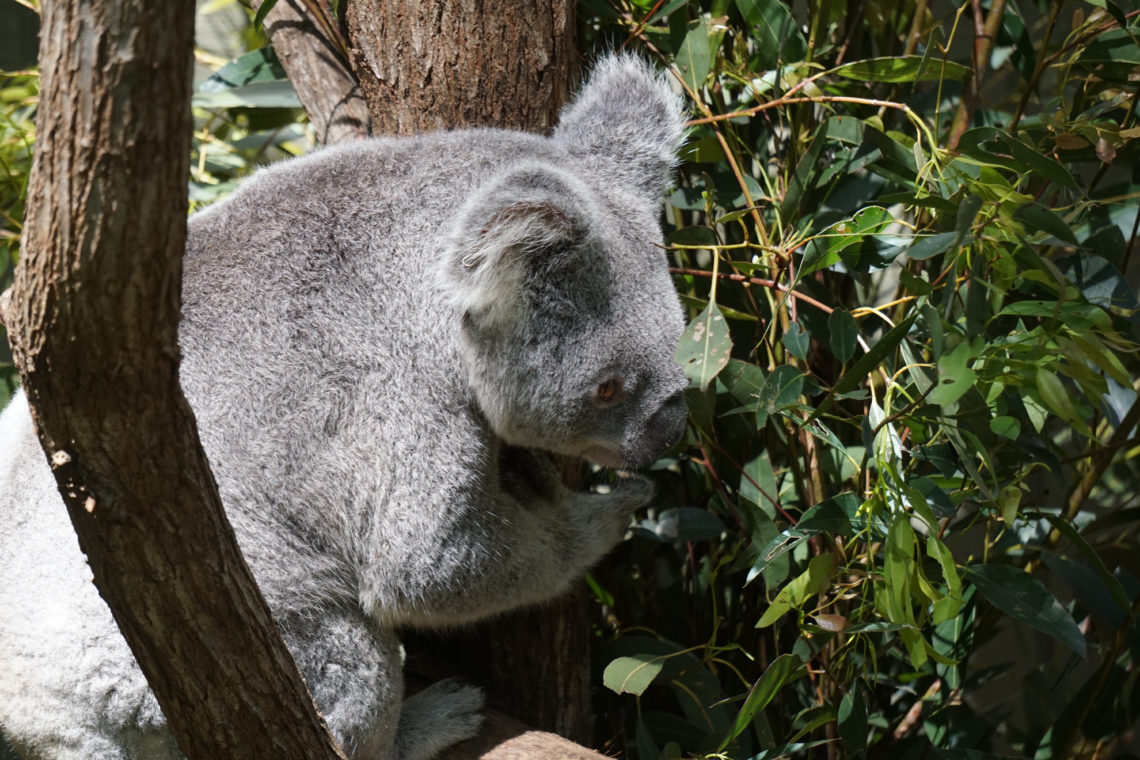Koala Daisy Hill
