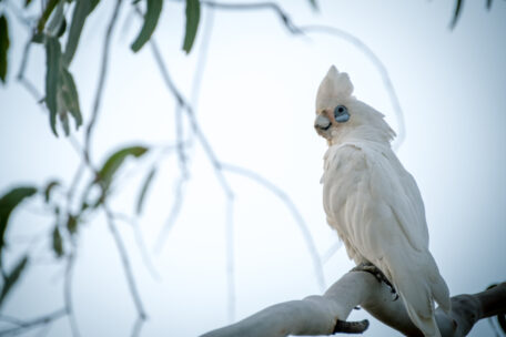 White bird at the Eagleby Wetlands in Logan